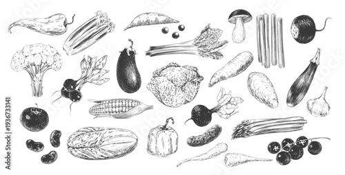 Set of vegetables. Black and white collection of vegetables. Engraving style cabbage, corn, lettuce, eggplant, zucchini, radish, paprika, sweet potato, parsnip. Ingredients for cooking