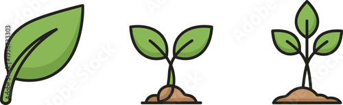 Stages of plant growth from a single leaf to a small seedling in soil