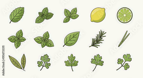 Fresh herbs and citrus fruits illustration for cooking ingredients
