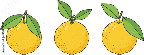 Fresh yuzu citrus fruits with leaves vector illustration Japanese citrus fruit healthy food ingredient set