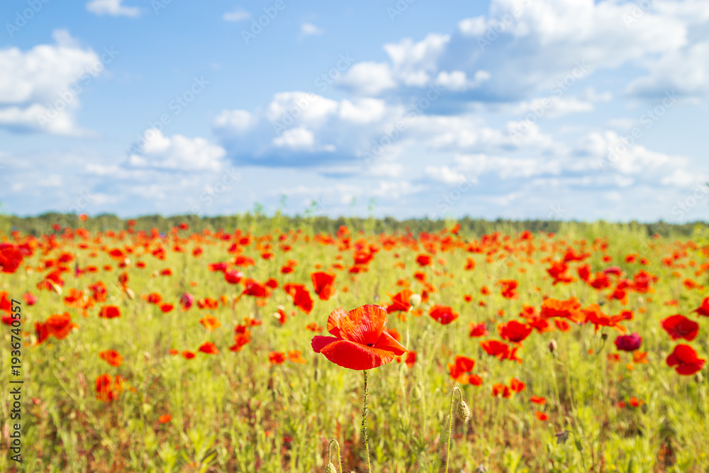 Obraz premium Red poppies in a meadow, cloudy sky and sunlight. Summer landscape.