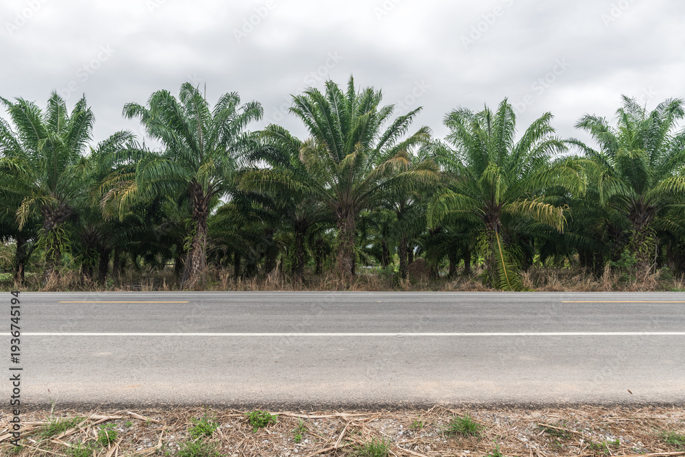 Obraz premium Side view of asphalt road with beautiful palm tree farm at Thailand. Road in summer season. road background.