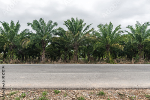 Side view of asphalt road with beautiful palm tree farm at Thailand. Road in summer season. road background.