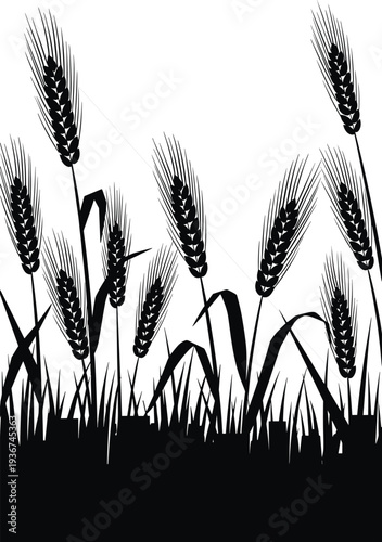 Wheat and grass silhouette illustration with detailed cereal crop ears growing in field, black botanical agriculture element isolated for farm design, harvest theme and nature graphics