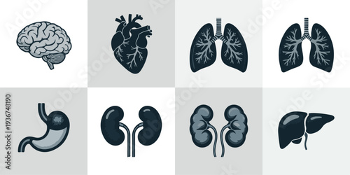 Detailed anatomical illustrations of human organs including brain, heart, lungs, stomach, kidneys, liver, and related structures showcasing medical precision and clarity