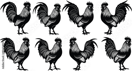 Rooster silhouette set, black cockerel figures for farm logo design, poultry bird vector icons, gallus gallus domesticus illustrations, rural farm animal, chicken.