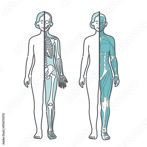 シニア女性の半身骨格図と半身筋肉図の比較イラストセット（正面）