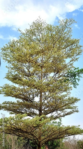 Green and White Leaves Against a Bright Blue Sky with Fluffy White Clouds