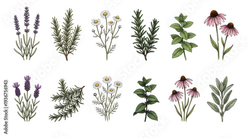 Botanical Wildflower Herb Illustration Set – Hand Drawn Medicinal Plant Collection for Natural Design