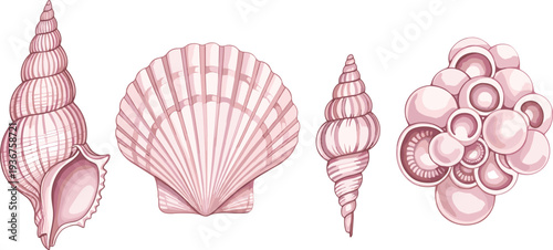 Pink Seashell Collection Ocean Shells Scallop Spiral and Coral Shell Vector Illustration
