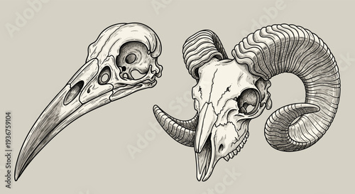 Highly detailed vintage engraving style illustration of a raven skull and a ram skull with large curved horns on a neutral background.