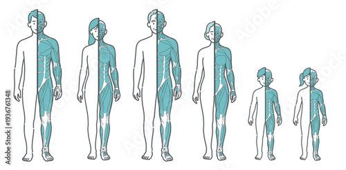 全世代（男女・シニア・子供）の半身筋肉図・人体イラストセット（正面）