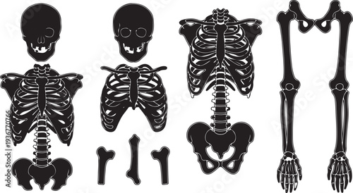Vertebral column of human body anatomy infographic diagram medical science education spine vertebra cervical thoracic lumbar sacral coccygeal skull ribs sternum hipbone skeleton bone vector