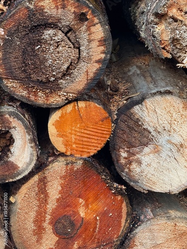 stacked firewood in front of a biomass power plant - texture