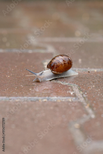 Snail on the Path – documentary style, real world, authentic situation, natural light, genuine moment captured by human photographer, no ai