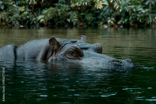 Hippopotamus Half Submerged in Water – documentary style, real world, authentic situation, natural light, genuine moment captured by human photographer, no ai