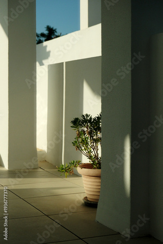 Plant on Terrace at Sunrise – Abstract Geometry – documentary style, real world, authentic situation, natural light, genuine moment captured by human photographer, no ai