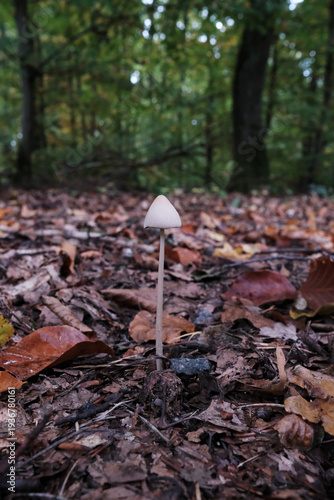 Mushrooms in the Forest – documentary style, real world, authentic situation, natural light, genuine moment captured by human photographer, no ai