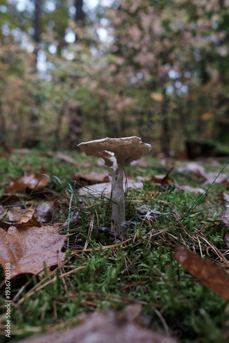 Mushrooms in the Forest – documentary style, real world, authentic situation, natural light, genuine moment captured by human photographer, no ai