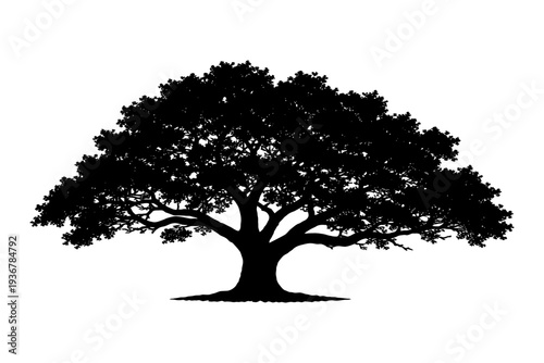 Majestic oak tree silhouette against white background with spreading branches.