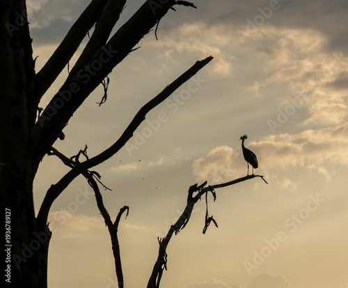 An evening silhouette of a grey crowned crane in Lewa Wildlife Conservancy, Kenya. 