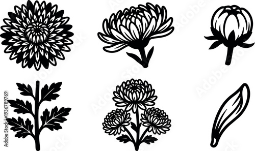 Line art botanical chrysanthemum icons showing full bloom bud stem leaf and petal isolated on white clean flat minimal vector