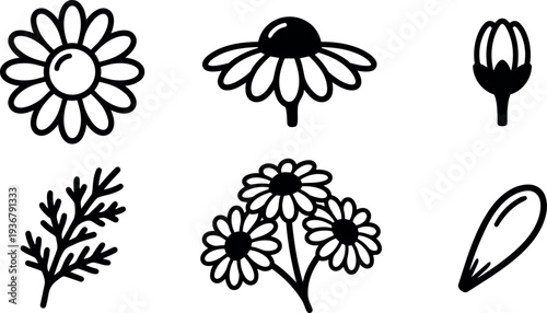 Line art chamomile flower icon set showing bud blossom petal cluster stem close up flat vector black outline simple collection