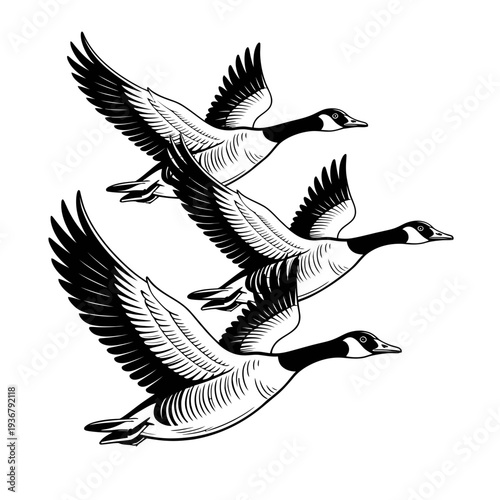 A group of Canada geese flying in formation as a black and white illustration