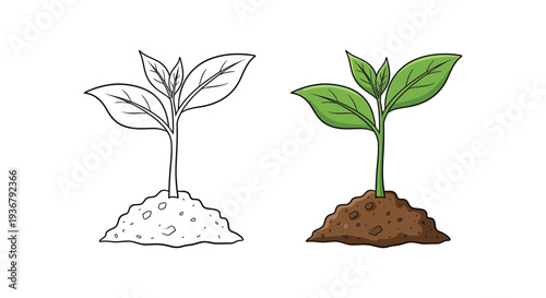 Vector illustration showing a new plant seedling growth progression side by side 