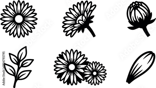 Line art close up daisy flower heads buds leaf set isolated black vector flat design simple botanical icons outline collection