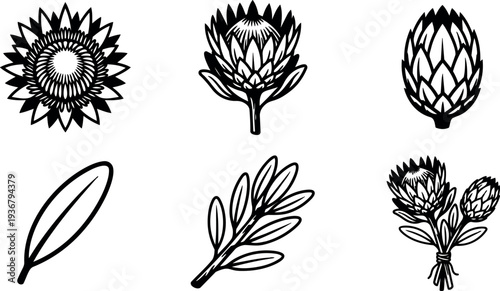 Line art botanical protea and leaf icons set showing six detailed floral elements close up isolated black outline vector hand drawn