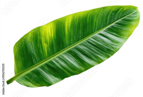 Large, textured, tropical leaf with green and yellow variegation