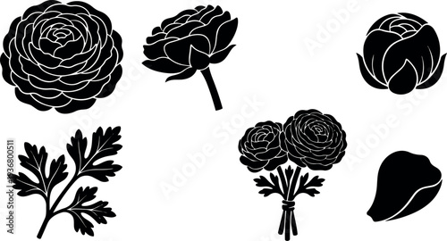 Silhouette vector ranunculus bouquet with layered petals bud and stem isolated on white background close up top view side angle