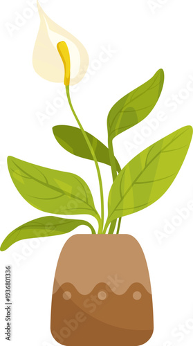 Calla lily pot color icon. Blooming flower