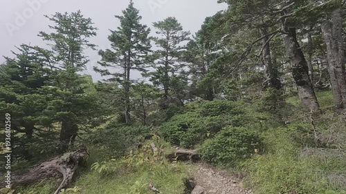 Quiet Forest Trail on Mt. Tekari
