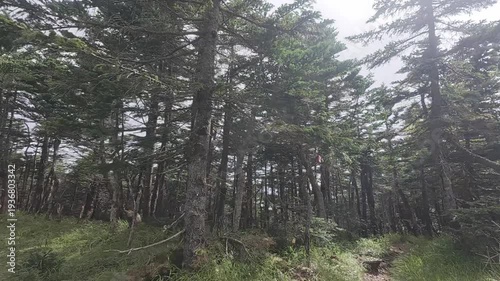 Quiet Forest Trail on Mt. Tekari