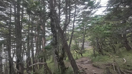 Quiet Forest Trail on Mt. Tekari