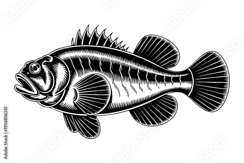 Monkfish illustration in vintage engraving black and white line art