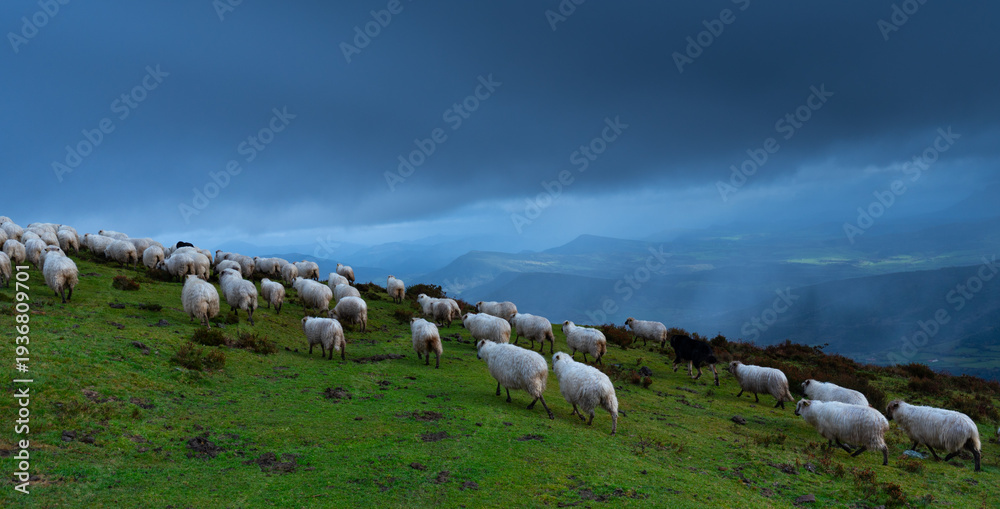 Obraz premium Flock of Latxa sheep (Basque: latxas) transhumant between Sodupe (Bizkaia) and the Losa Valley (Burgos). Las Merindades region. Burgos. Castile and León. Spain. Europe