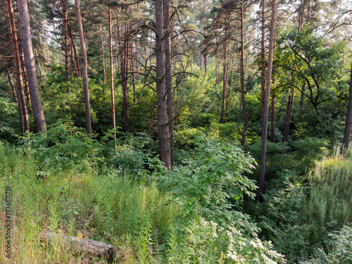 Принти на полотні Section of pine forest with deciduous undergrowth in summer evening