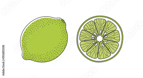 Simple and fresh vector illustration of a whole green lime and a cross-section slice, showing the juicy segments, isolated on a white background.