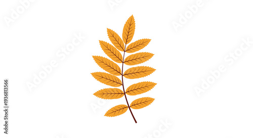 Simple vector illustration of a single orange autumn rowan leaf with a compound structure, isolated on a clean white background for seasonal designs.