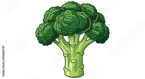 A fresh and detailed cartoon illustration of a single head of green broccoli with a thick stalk, isolated on a plain white background for healthy eating concepts.