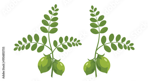 Simple vector illustration of two green chickpea plant stalks with leaves and pods, isolated on a white background for health food and agriculture concepts.