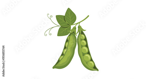 Fresh green peas on a vine with leaves and tendrils, showing one closed pod and one open pod revealing the peas inside, isolated on white.