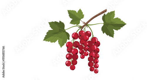 A beautiful branch of ripe red currants with green leaves, featuring two clusters of berries hanging down, illustrated in a realistic, detailed style.
