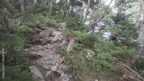 Quiet Forest Trail on Mt. Tekari