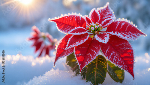 Frosted red poinsettia plant in snowy winter landscape with sunlight transparent background
