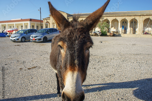 Принти на полотні A close-up of a curious donkey in a sunny parking area by a historic building in mid-afternoon