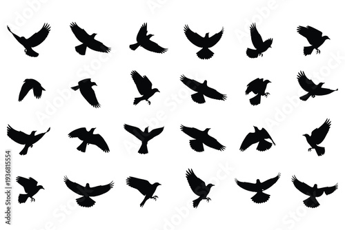 Collection of flying bird silhouettes set isolated on white background, various wing positions for nature wildlife design, logo, tattoo, icon and graphic elements